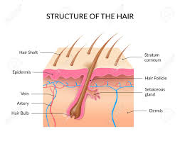 Hair Loss, Balding, Causes, Men, Women, Treatments, HGH, Costa Rica